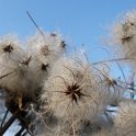 Clematis vitalba graine
